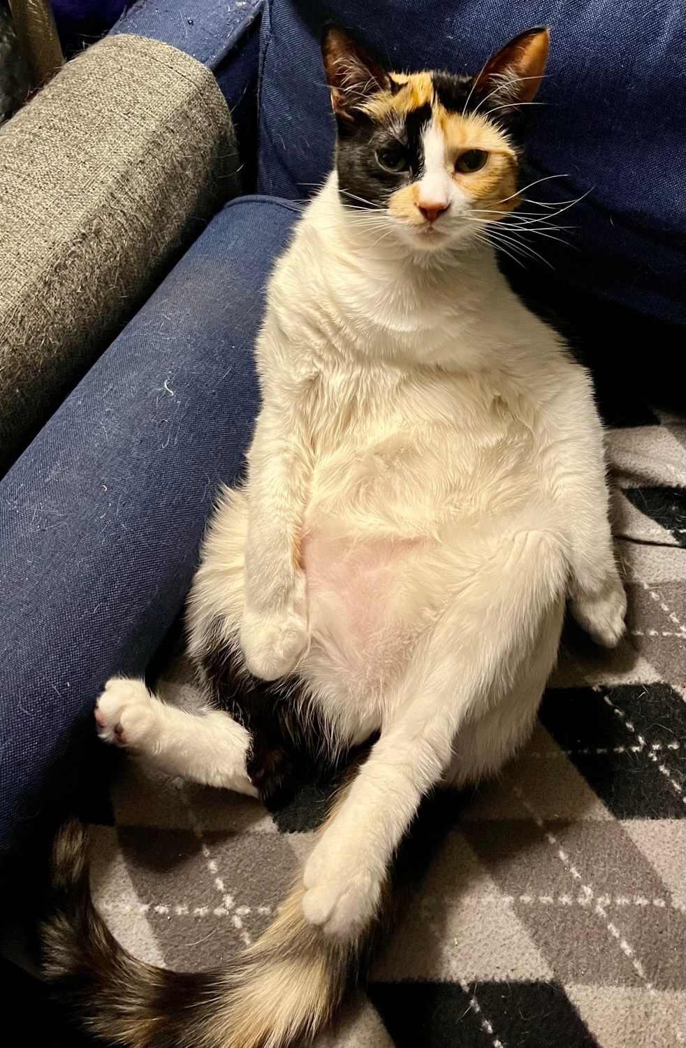 Calico Fiona sitting like a human